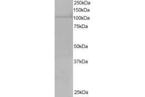 ABIN185164 staining (0. (Exportin 7 antibody  (C-Term))