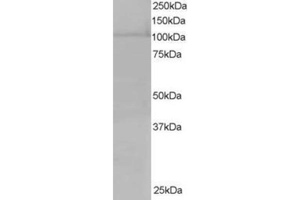 Exportin 7 anticorps  (C-Term)