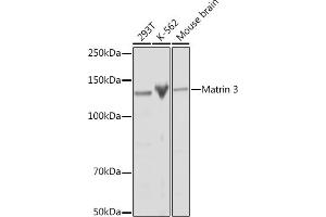 MATR3 anticorps