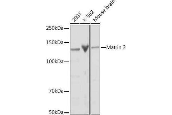 MATR3 Antikörper