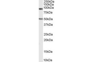 ABIN190848 (0. (Neuroligin 2 antibody  (Internal Region))