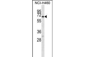 GABRA4 Antibody (Center) (ABIN656594 and ABIN2845855) western blot analysis in NCI- cell line lysates (35 μg/lane). (GABRA4 antibody  (AA 333-361))