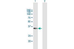 Western Blot analysis of RASSF1 expression in transfected 293T cell line by RASSF1 MaxPab polyclonal antibody. (RASSF1 antibody  (AA 1-270))