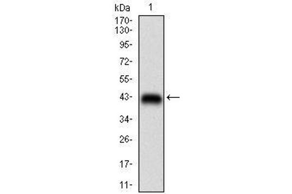 Raptor antibody  (AA 874-1009)