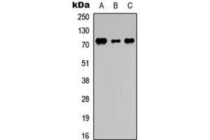 Western blot analysis of DDX3Y expression in THP1 (A), NS-1 (B), PC12 (C) whole cell lysates. (DDX3Y antibody  (N-Term))