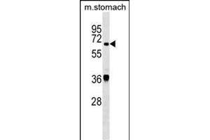 TDP1 Antibody (Center) (ABIN1538086 and ABIN2849232) western blot analysis in mouse stomach tissue lysates (35 μg/lane). (TDP1 antibody  (AA 212-239))