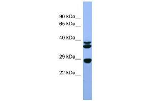 Fgf3 antibody used at 0. (FGF3 antibody  (C-Term))