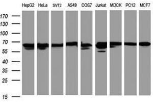 Image no. 2 for anti-Heat Shock 60kDa Protein 1 (Chaperonin) (HSPD1) antibody (ABIN1498530) (HSPD1 antibody)