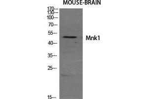 Western Blot (WB) analysis of specific cells using Mnk1 Polyclonal Antibody. (MKNK1 antibody  (Internal Region))