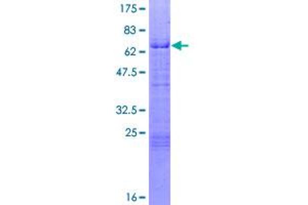 KLF3 Protein (AA 1-345) (GST tag)