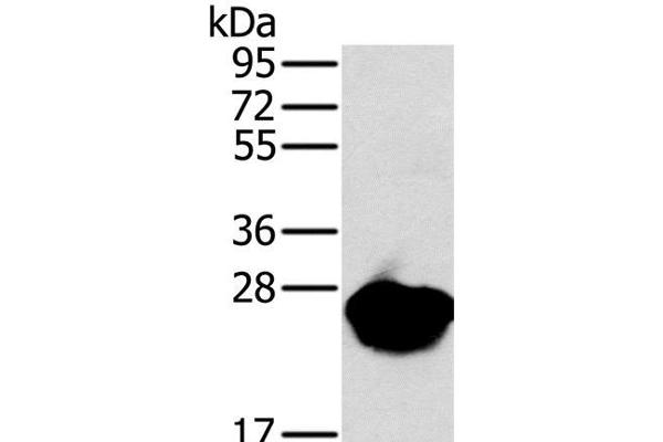 MYL3/CMLC1 antibody