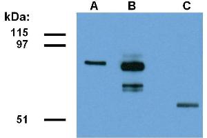Detection of ABRA1-EGFP fusion protein in lysate of transfected HEK293 cells. (CCDC98 antibody  (AA 1-313))