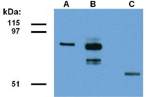 CCDC98 antibody  (AA 1-313)