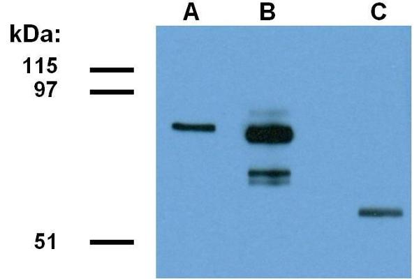 CCDC98 antibody  (AA 1-313)