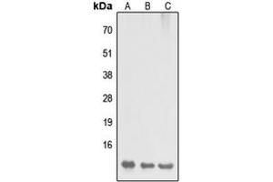 Western blot analysis of DYNLL2 expression in HEK293T (A), Raw264. (DYNLL2 antibody  (N-Term))