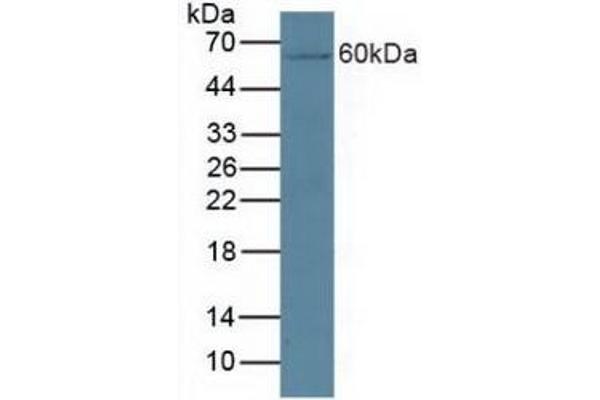 CYP27B1 antibody  (AA 251-500)