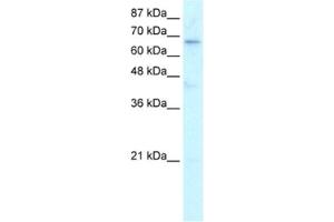 Western Blotting (WB) image for anti-Hairless (HR) antibody (ABIN2460609) (Hairless antibody)