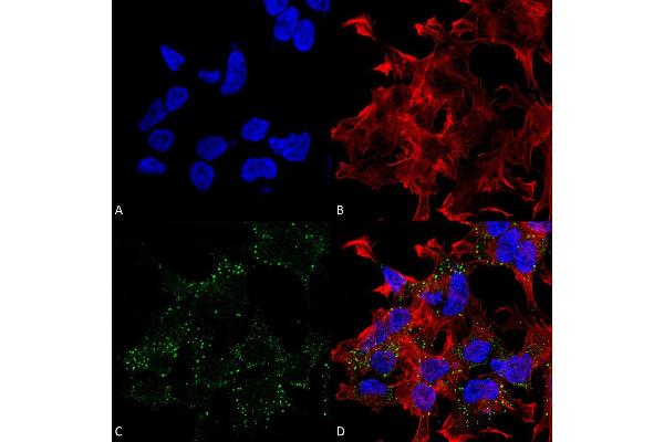 SLC17A8 antibody  (AA 546-588) (HRP)