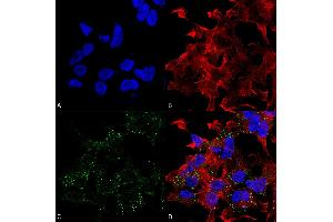 Immunocytochemistry/Immunofluorescence analysis using Mouse Anti-VGlut3 Monoclonal Antibody, Clone S34-34 . (SLC17A8 antibody  (AA 546-588) (HRP))