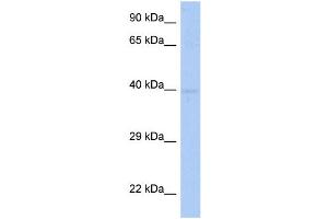 WB Suggested Anti-SDF4 Antibody Titration:  0. (SDF4 antibody  (Middle Region))