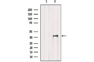 Western blot analysis of extracts from Mouse brain, using TIAL1 Antibody.