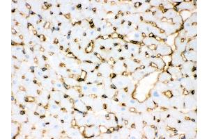 Anti- Annexin A3 Picoband antibody, IHC(F) IHC(F): Rat Cardiac Muscle Tissue (Annexin A3 antibody  (Middle Region))