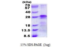 Image no. 1 for Basic Transcription Factor 3 (BTF3) protein (His tag) (ABIN1098498) (BTF3 Protein (His tag))
