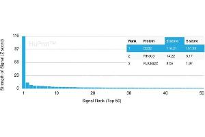 Analysis of Protein Array containing more than 19,000 full-length human proteins using CD22-Monospecific Mouse Monoclonal Antibody (BLCAM/1795) Z- and S- Score: The Z-score represents the strength of a signal that a monoclonal antibody (MAb) (in combination with a fluorescently-tagged anti-IgG secondary antibody) produces when binding to a particular protein on the HuProtTM array. (CD22 antibody  (AA 52-178))