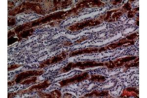 Immunohistochemistry (IHC) analysis of paraffin-embedded Human Kidney, antibody was diluted at 1:100. (GGT1 antibody  (N-Term))
