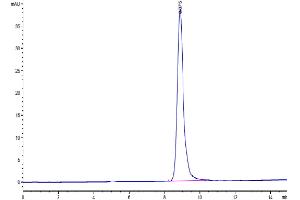 The purity of Human Coagulation Factor III is greater than 95 % as determined by SEC-HPLC. (Tissue factor Protein (AA 33-251) (His tag))