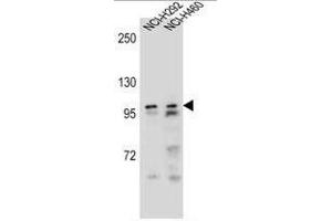 AR Antibody (Center) western blot analysis in NCI-H292,NCI-H460 cell line lysates (35µg/lane). (Androgen Receptor antibody  (Middle Region))