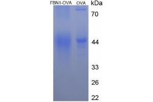 Image no. 1 for Fibrillin 1 (FBN1) (AA 2727-2742) peptide (Ovalbumin) (ABIN5666168) (Fibrillin 1 (FBN1) (AA 2727-2742) peptide (Ovalbumin))