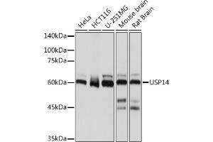 Western blot analysis of extracts of various cell lines, using USP14 Rabbit mAb (ABIN7271143) at 1:1000 dilution. (USP14 antibody)