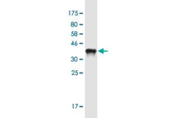 GUCA2A antibody  (AA 1-115)