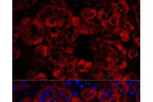 Confocal immunofluorescence analysis of Mouse adrenal gland using STAR Polyclonal Antibody at dilution of 1:100. (STAR antibody)