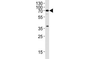 RIPK2 antibody western blot analysis in Raji lysate (RIPK2 antibody  (AA 39-68))