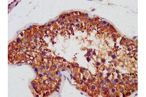 IHC image of ABIN7144472 diluted at 1:1400 and staining in paraffin-embedded human testis tissue performed on a Leica BondTM system. (AIF antibody  (AA 103-612))