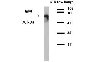 Western blotting detection (reducing conditions) of IgM in human plasma using anti-human IgM (CH2) peroxidase conjugate. (Mouse anti-Human IgM Antibody (HRP))