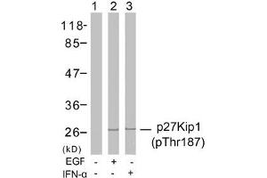 Western blot analysis of extracts from Hela cells untreated or treated with EGF, IFN-a using p27Kip1(Phospho-Thr187) Antibody. (CDKN1B antibody  (pThr187))