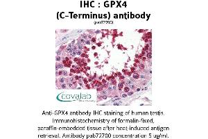 Image no. 1 for anti-Glutathione Peroxidase 4 (GPX4) (C-Term) antibody (ABIN1735233) (GPX4 antibody  (C-Term))