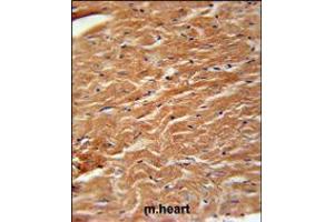 COPZ2 Antibody immunohistochemistry analysis in formalin fixed and paraffin embedded mouse heart tissue followed by peroxidase conjugation of the secondary antibody and DAB staining. (COPZ2 antibody  (C-Term))