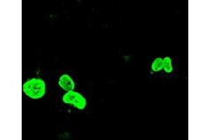 Anti-FOXA1 mouse monoclonal antibody (ABIN2452239) immunofluorescent staining of COS7 cells transiently transfected by pCMV6-ENTRY FOXA1 (RC206045). (FOXA1 antibody  (AA 1-473))