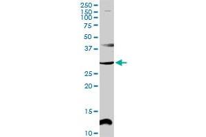 CENPP MaxPab rabbit polyclonal antibody. (CENPP antibody  (AA 1-288))