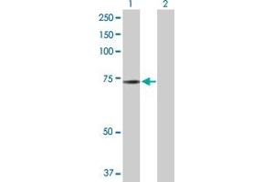 Western Blot analysis of NRBP1 expression in transfected 293T cell line by NRBP1 MaxPab polyclonal antibody.