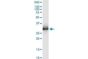 ELA3A monoclonal antibody (M02), clone 3G4. (Elastase 3A antibody  (AA 16-270))