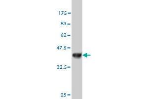 Western Blot detection against Immunogen (36. (NDST3 antibody  (AA 162-259))
