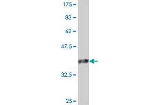 FBXO27 antibody  (AA 192-283)