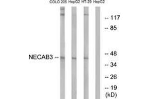Western blot analysis of extracts from HepG2/COLO/HT-29 cells, using NECAB3 Antibody. (NECAB3 antibody  (AA 321-370))