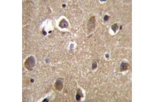 Immunohistochemistry analysis in human brain tissue (Formalin-fixed, Paraffin-embedded) using MRPL9 Antibody (N-tem), followed by peroxidase conjugated secondary antibody and DAB staining. (MRPL9 antibody  (N-Term))