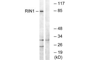 Western blot analysis of extracts from K562 cells, using RIN1 antibody.